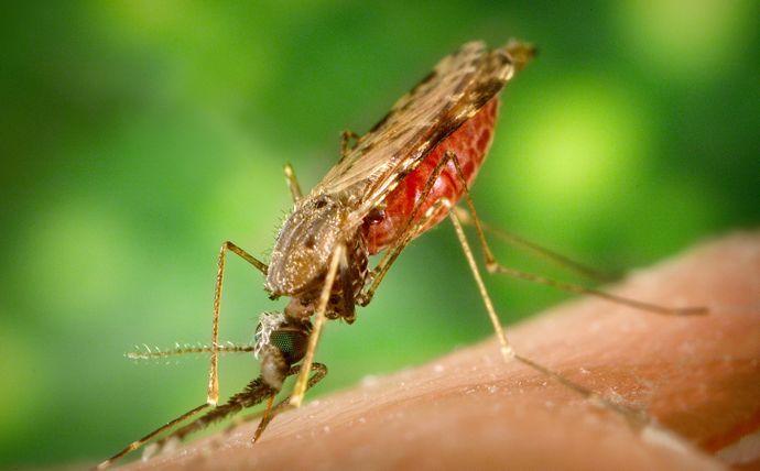 How to make homemade bug spray