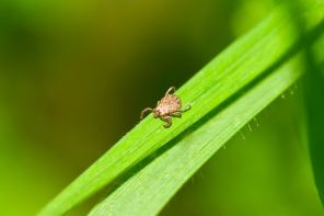 How to Make Natural Tick Repellent for Humans & Dogs
