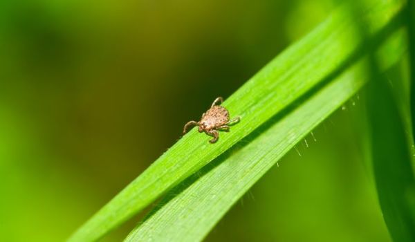 How to Make Natural Tick Repellent