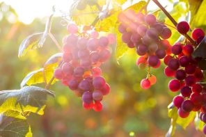 What are the health benefits of grapes?